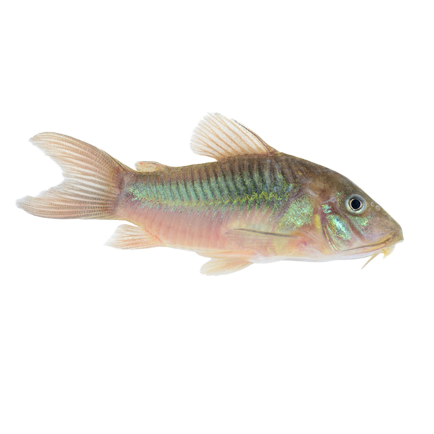 Imagem do peixe Coridora Bronze